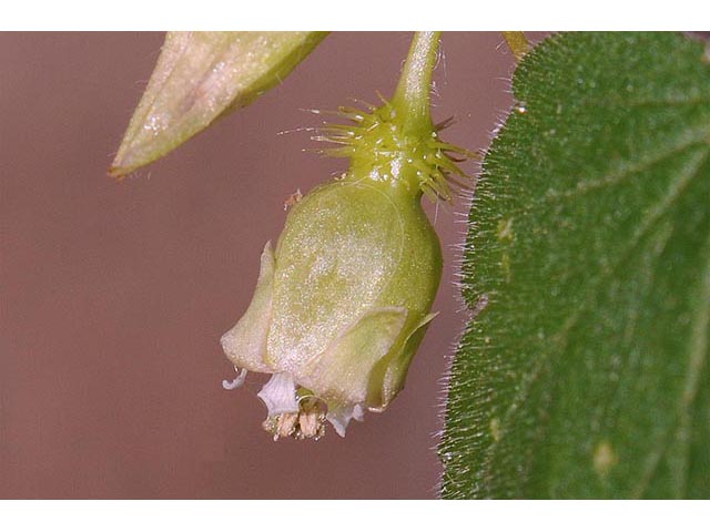 Ribes glandulosum (Skunk currant) #72471