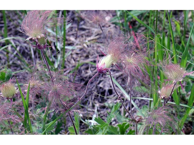 Geum triflorum (Old man's whiskers) #72548