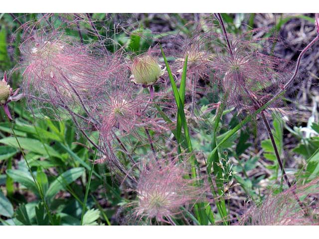 Geum triflorum (Old man's whiskers) #72549