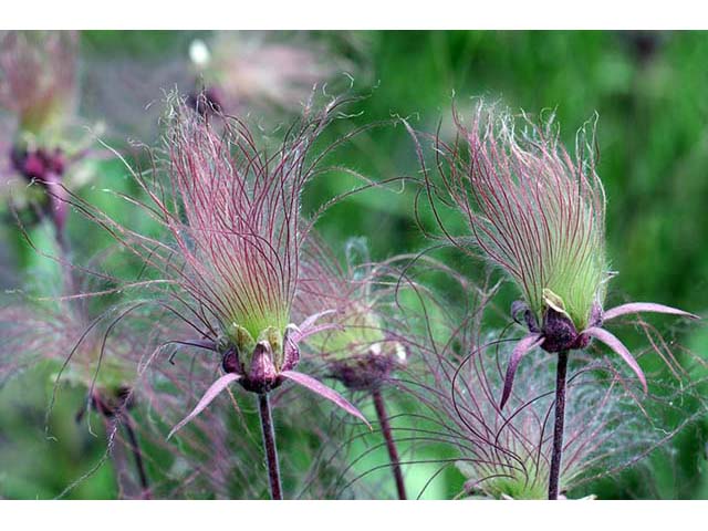 Geum triflorum (Old man's whiskers) #72551