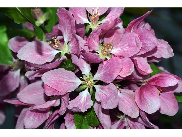 Malus coronaria (Sweet crabapple) #72574