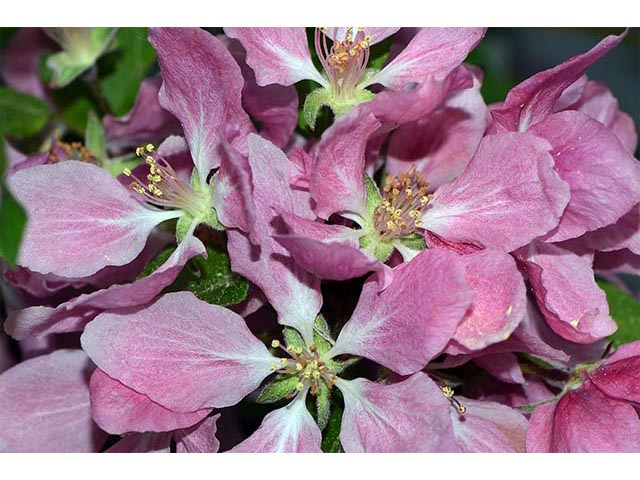 Malus coronaria (Sweet crabapple) #72575