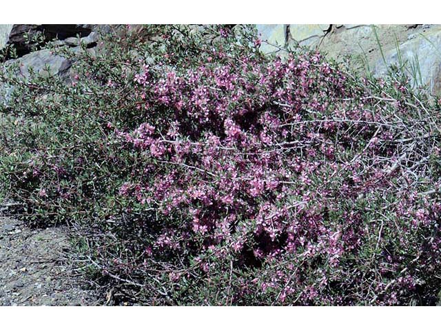 Prunus andersonii (Desert peach) #72621