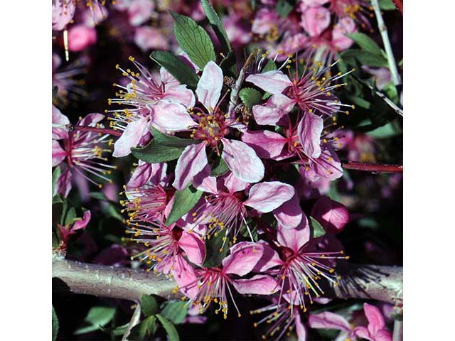 Prunus andersonii (Desert peach) #72627