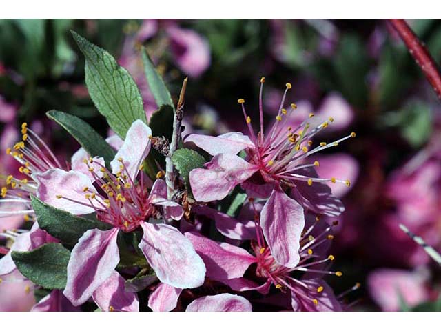 Prunus andersonii (Desert peach) #72629