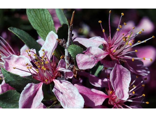 Prunus andersonii (Desert peach) #72630