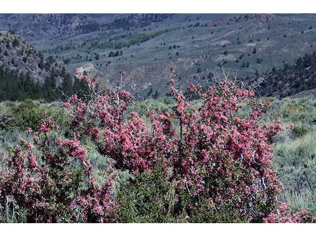 Prunus andersonii (Desert peach) #72634