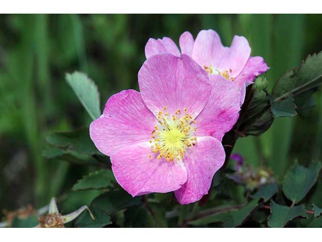Rosa woodsii var. woodsii (Woods' rose) #72788