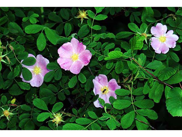 Rosa woodsii var. woodsii (Woods' rose) #72799