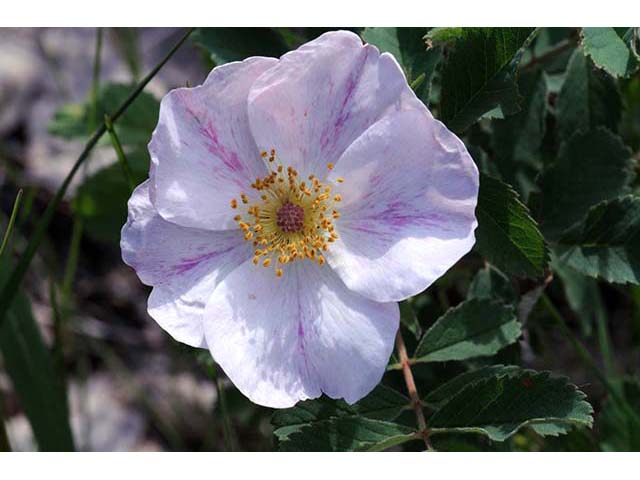 Rosa woodsii var. woodsii (Woods' rose) #72802