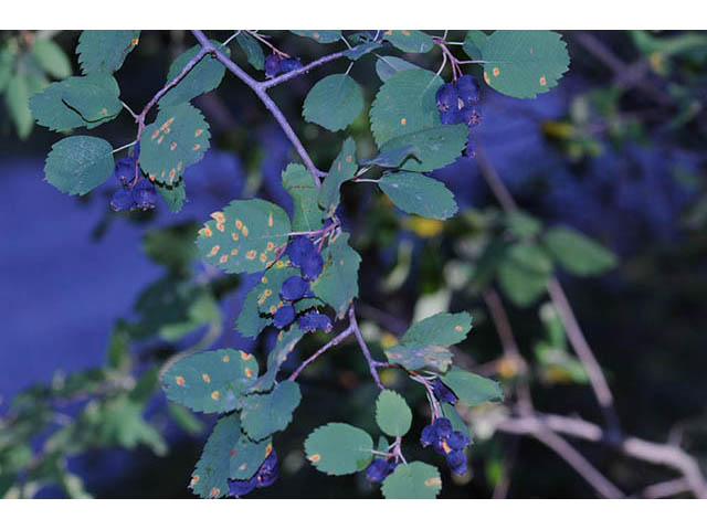 Amelanchier pumila (Dwarf serviceberry) #72878