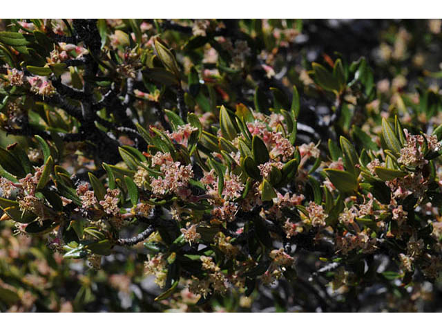 Cercocarpus ledifolius var. intercedens (Curl-leaf mountain mahogany) #72900