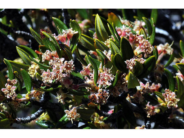 Cercocarpus ledifolius var. intercedens (Curl-leaf mountain mahogany) #72901