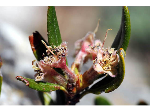 Cercocarpus ledifolius var. intercedens (Curl-leaf mountain mahogany) #72902