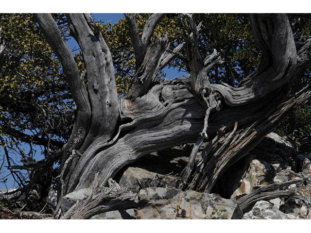 Cercocarpus ledifolius var. intercedens (Curl-leaf mountain mahogany) #72905