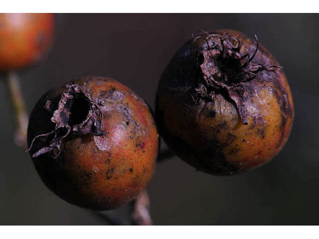 Crataegus crus-galli (Cockspur hawthorn) #72922