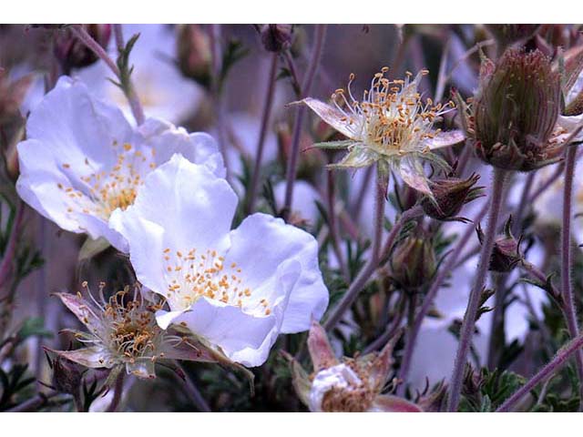 Fallugia paradoxa (Apache plume) #73001