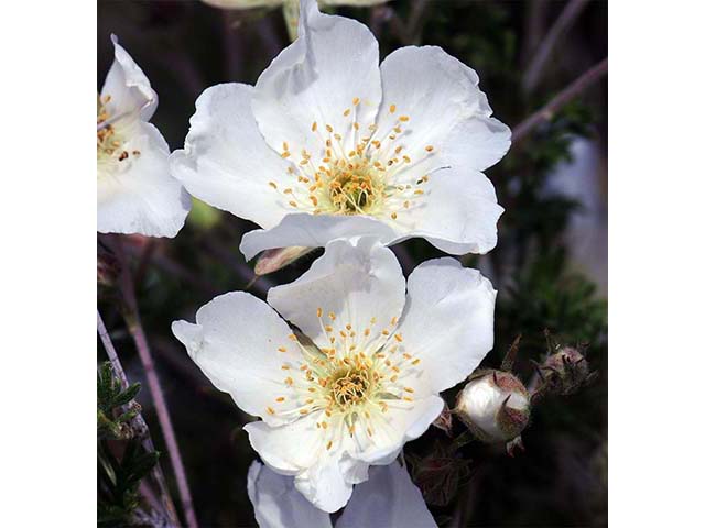 Fallugia paradoxa (Apache plume) #73005