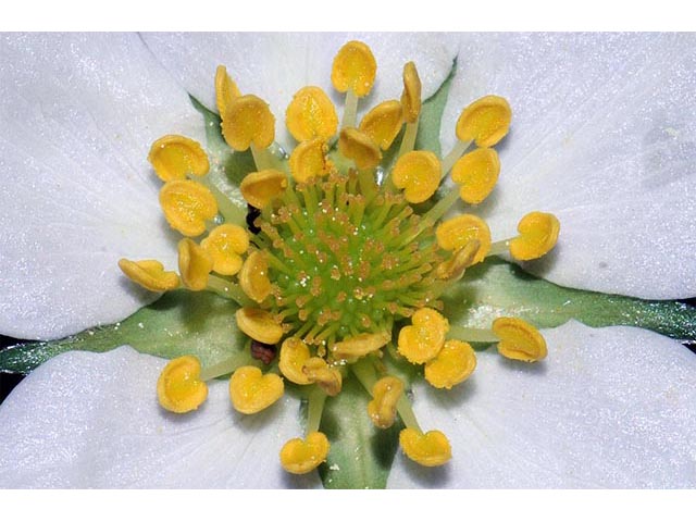 Fragaria virginiana (Virginia strawberry) #73056