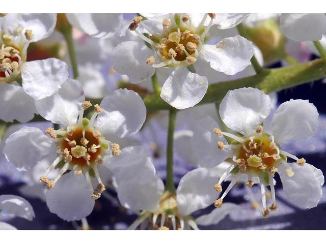 Prunus serotina (Black cherry) #73160