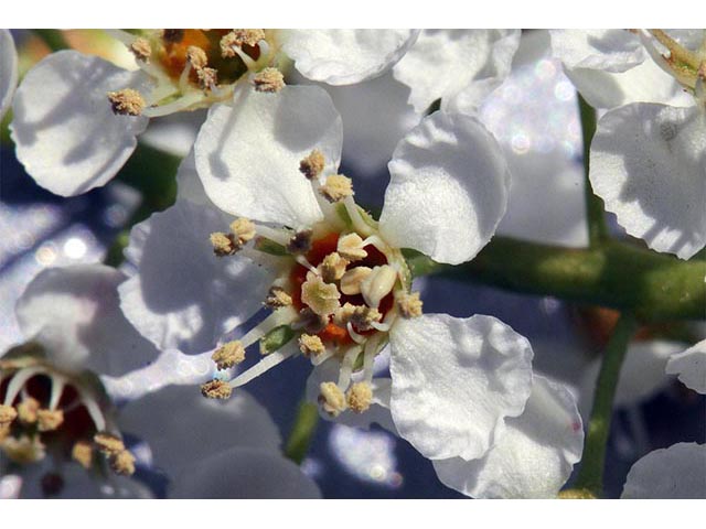 Prunus serotina (Black cherry) #73161