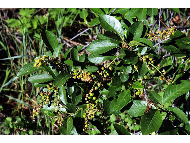 Prunus virginiana var. melanocarpa (Black chokecherry) #73164