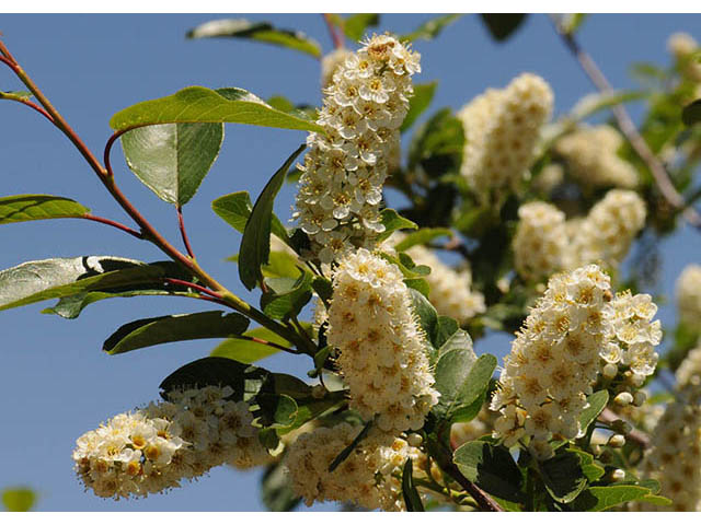 Prunus virginiana var. melanocarpa (Black chokecherry) #73166