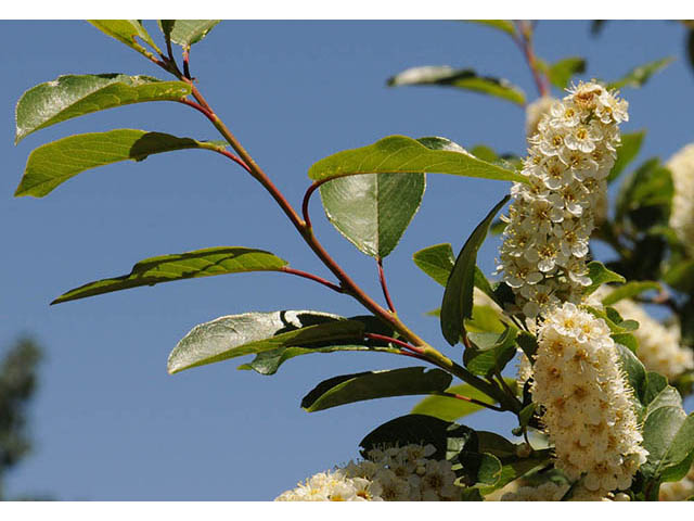 Prunus virginiana var. melanocarpa (Black chokecherry) #73167