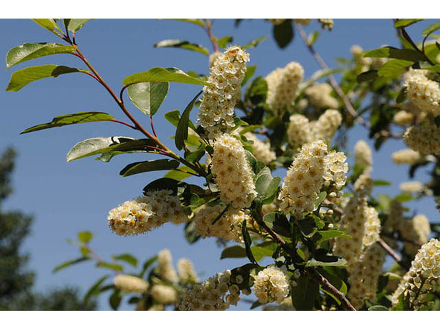 Prunus virginiana var. melanocarpa (Black chokecherry) #73168