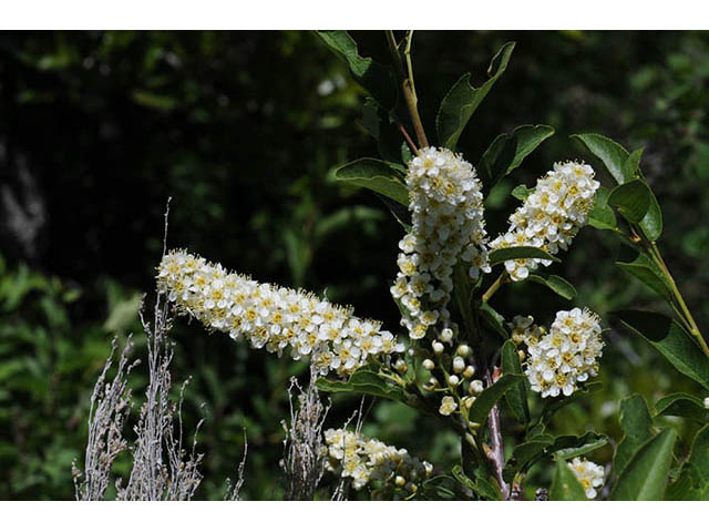 Prunus virginiana var. melanocarpa (Black chokecherry) #73169