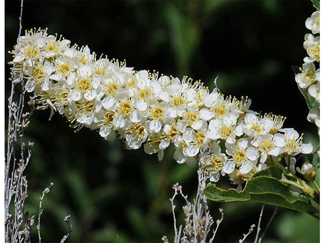 Prunus virginiana var. melanocarpa (Black chokecherry) #73170