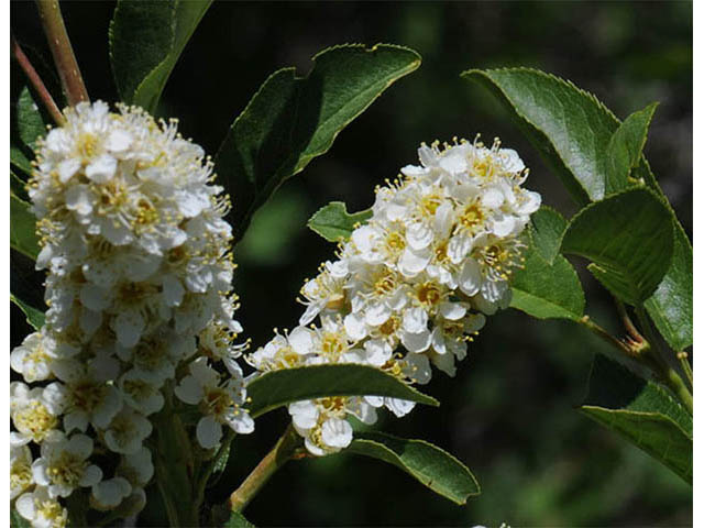 Prunus virginiana var. melanocarpa (Black chokecherry) #73171