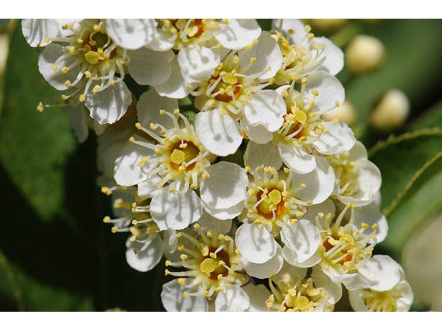 Prunus virginiana var. melanocarpa (Black chokecherry) #73172