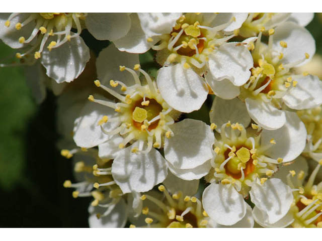 Prunus virginiana var. melanocarpa (Black chokecherry) #73175