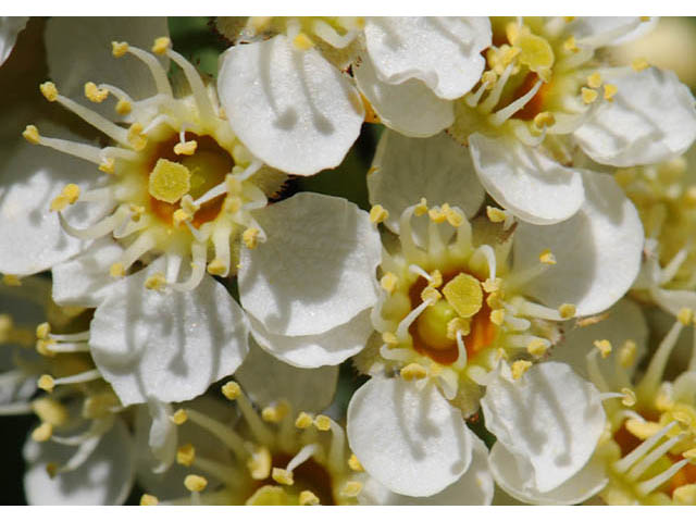 Prunus virginiana var. melanocarpa (Black chokecherry) #73176