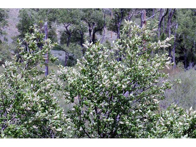 Prunus virginiana var. melanocarpa (Black chokecherry) #73177