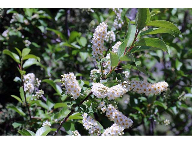 Prunus virginiana var. melanocarpa (Black chokecherry) #73179