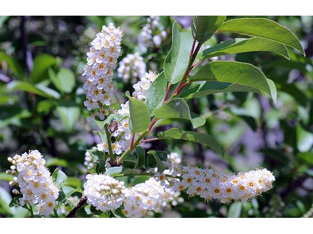 Prunus virginiana var. melanocarpa (Black chokecherry) #73180