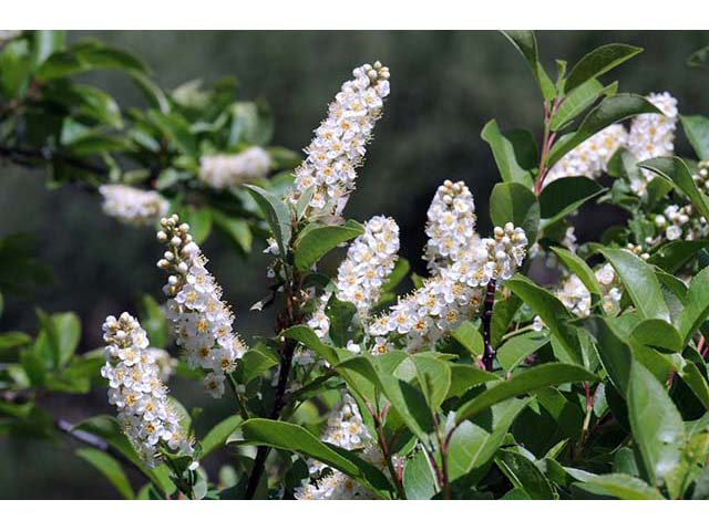 Prunus virginiana var. melanocarpa (Black chokecherry) #73181