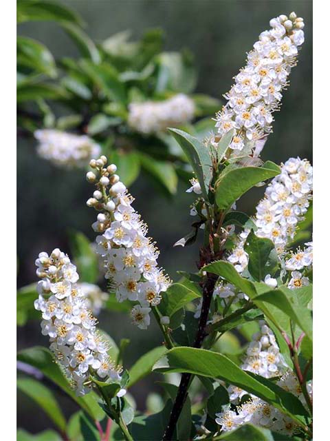 Prunus virginiana var. melanocarpa (Black chokecherry) #73182