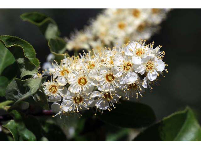 Prunus virginiana var. melanocarpa (Black chokecherry) #73183