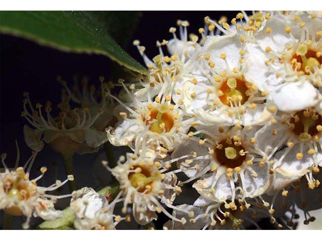 Prunus virginiana var. melanocarpa (Black chokecherry) #73185