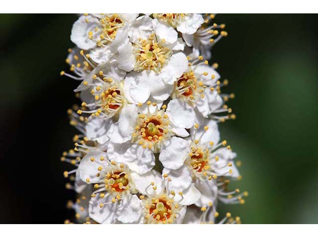 Prunus virginiana var. melanocarpa (Black chokecherry) #73187