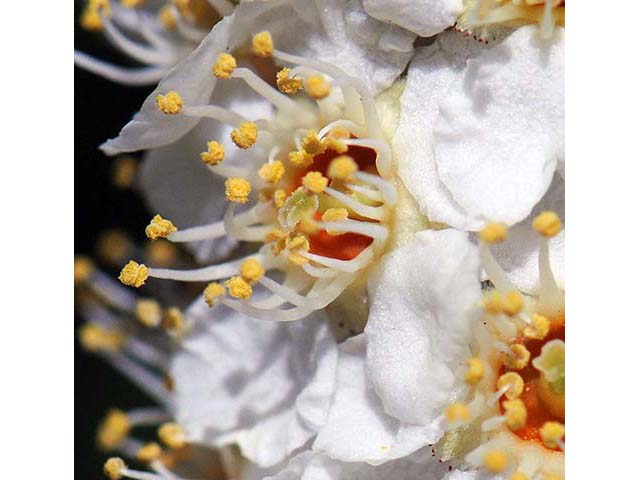 Prunus virginiana var. melanocarpa (Black chokecherry) #73189