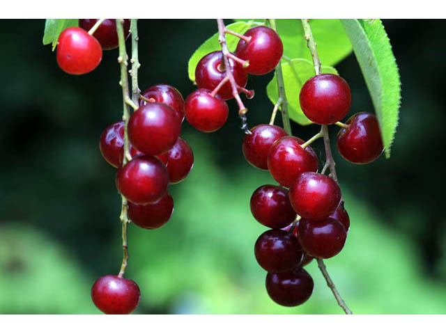 Prunus virginiana (Chokecherry) #73199