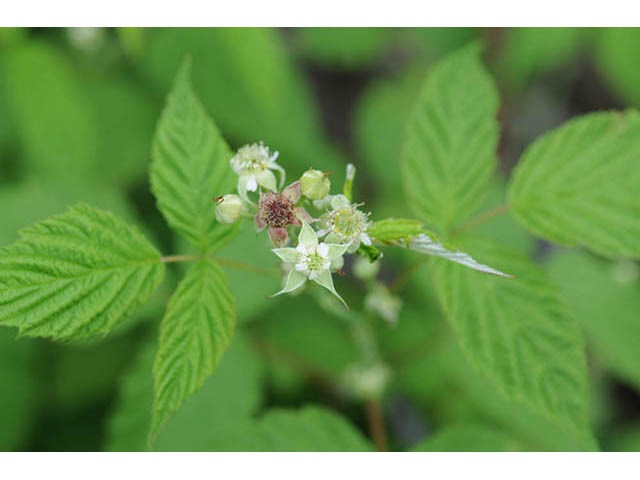 Rubus occidentalis (Black raspberry) #73227