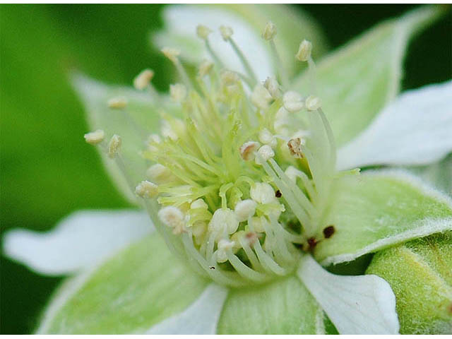 Rubus occidentalis (Black raspberry) #73231