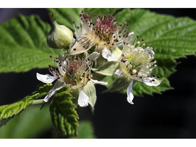 Rubus occidentalis (Black raspberry) #73252