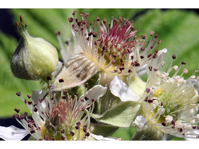 Rubus occidentalis (Black raspberry) #73253