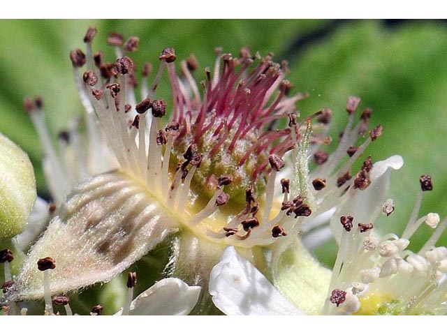 Rubus occidentalis (Black raspberry) #73254